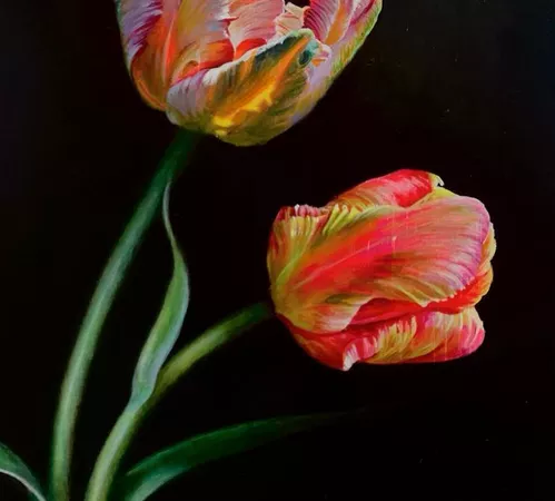 Parrot Tulips