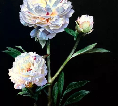 White Peonies